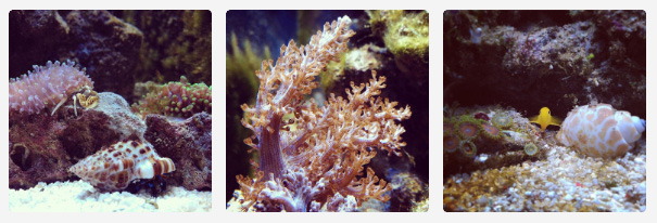 beginner coral