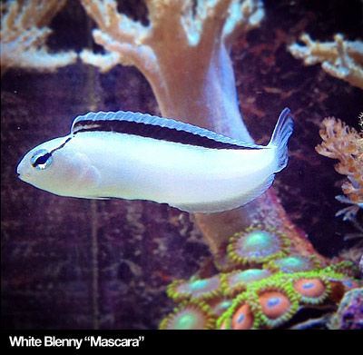 White Blenny Fish