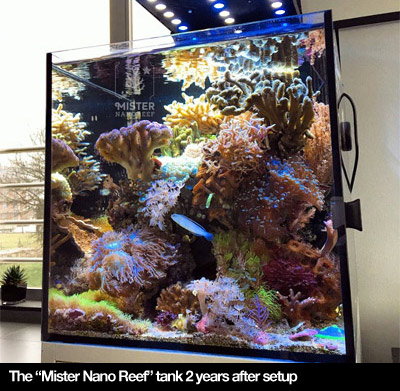 Nano Reef Tank Setup Mister Nano