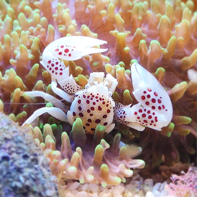 Porcelain Anemone crab Percy