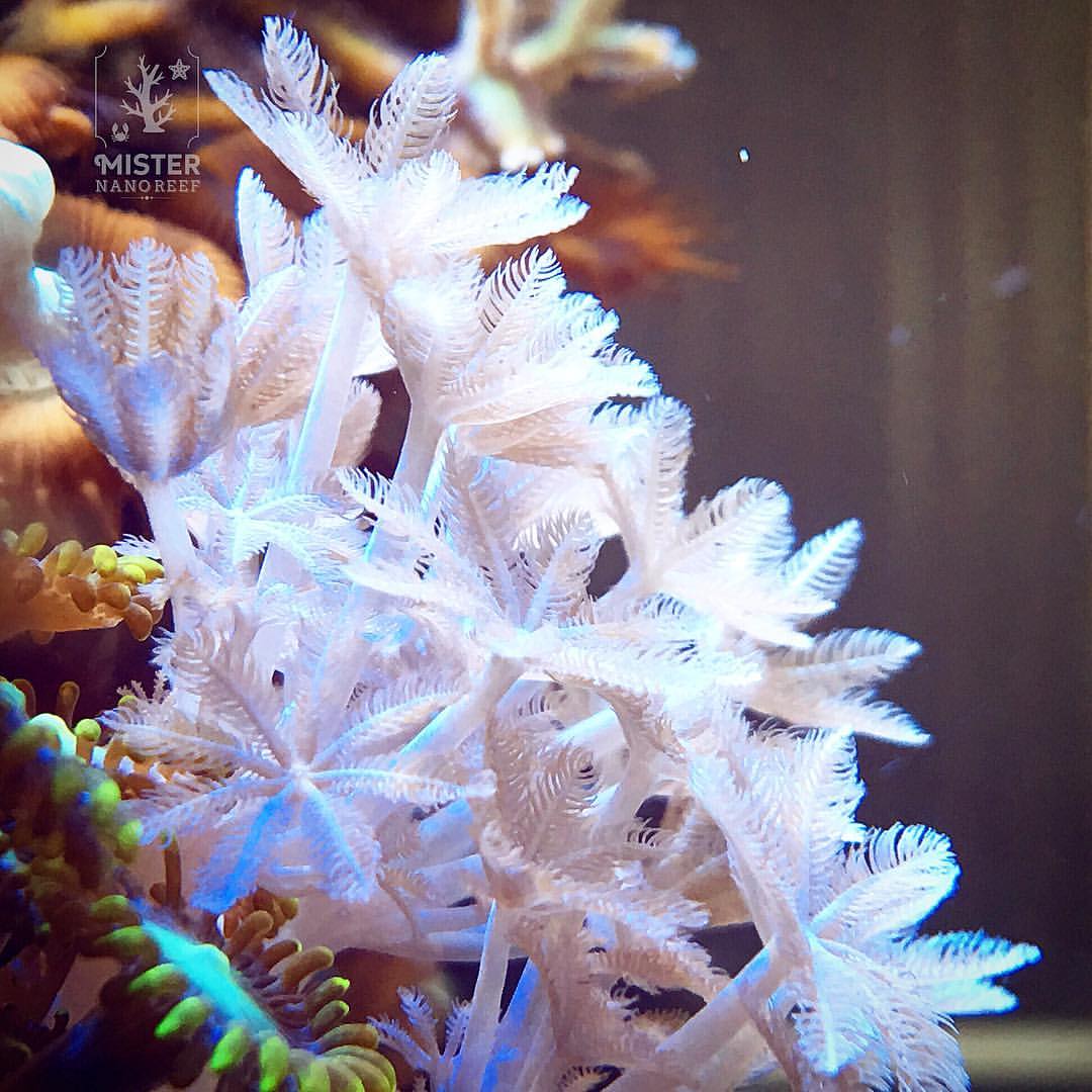 Pulsing xenia coral