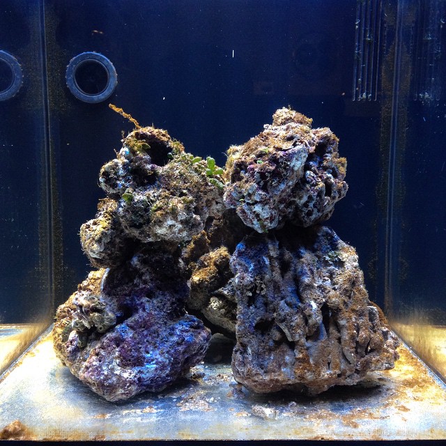 Brown algaes phase aquarium