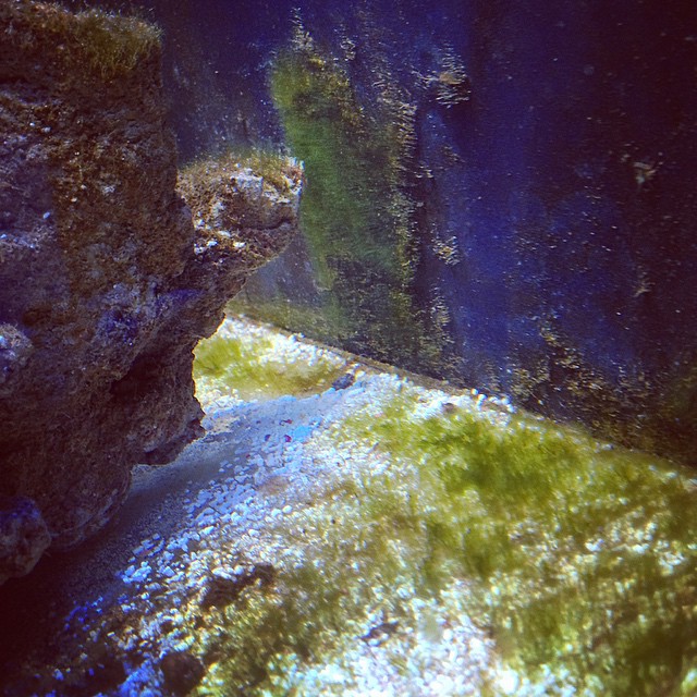 Green Algaes Phase Aquarium