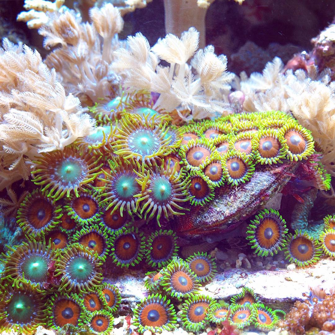 Zoanthus Coral