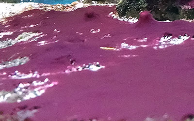 Cyanobacteria or Red Slime