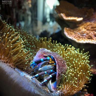 Blue Legged Hermit Crab