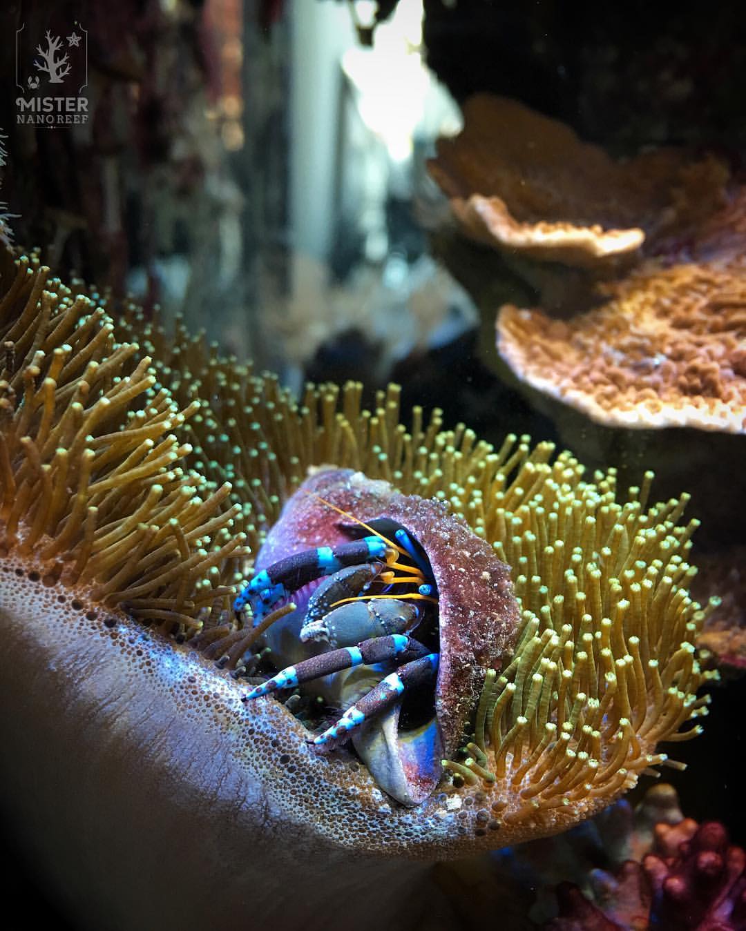 Blue Legged Hermit Crab