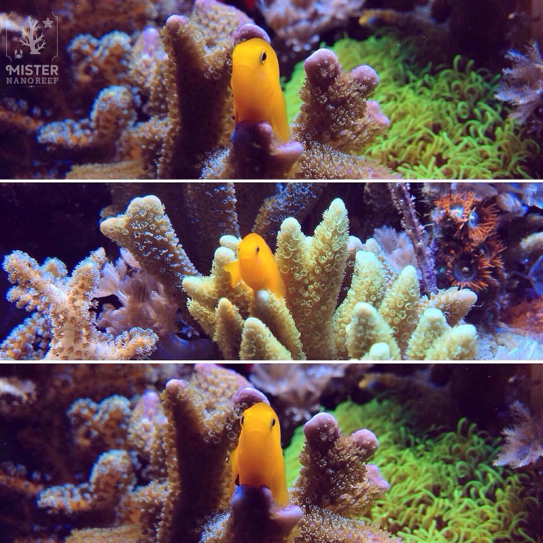 Yellow Clown Goby