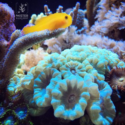 Yellow clown goby fish