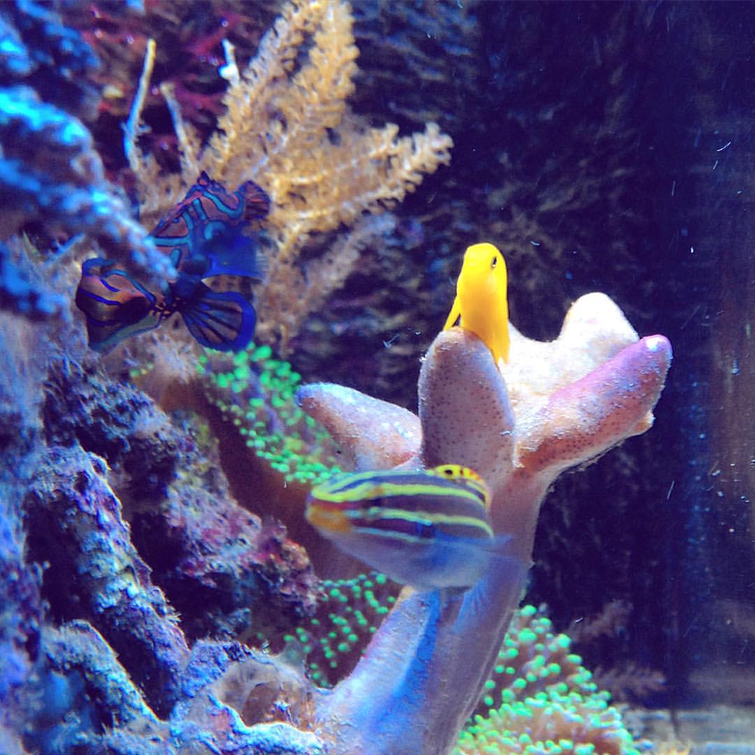 Yellow Clown Goby Fish