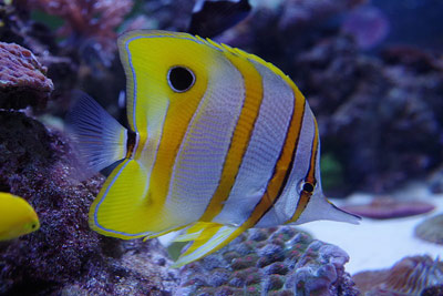 Copperband Butterfly Fish