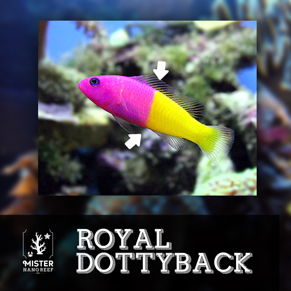 Dottyback fish