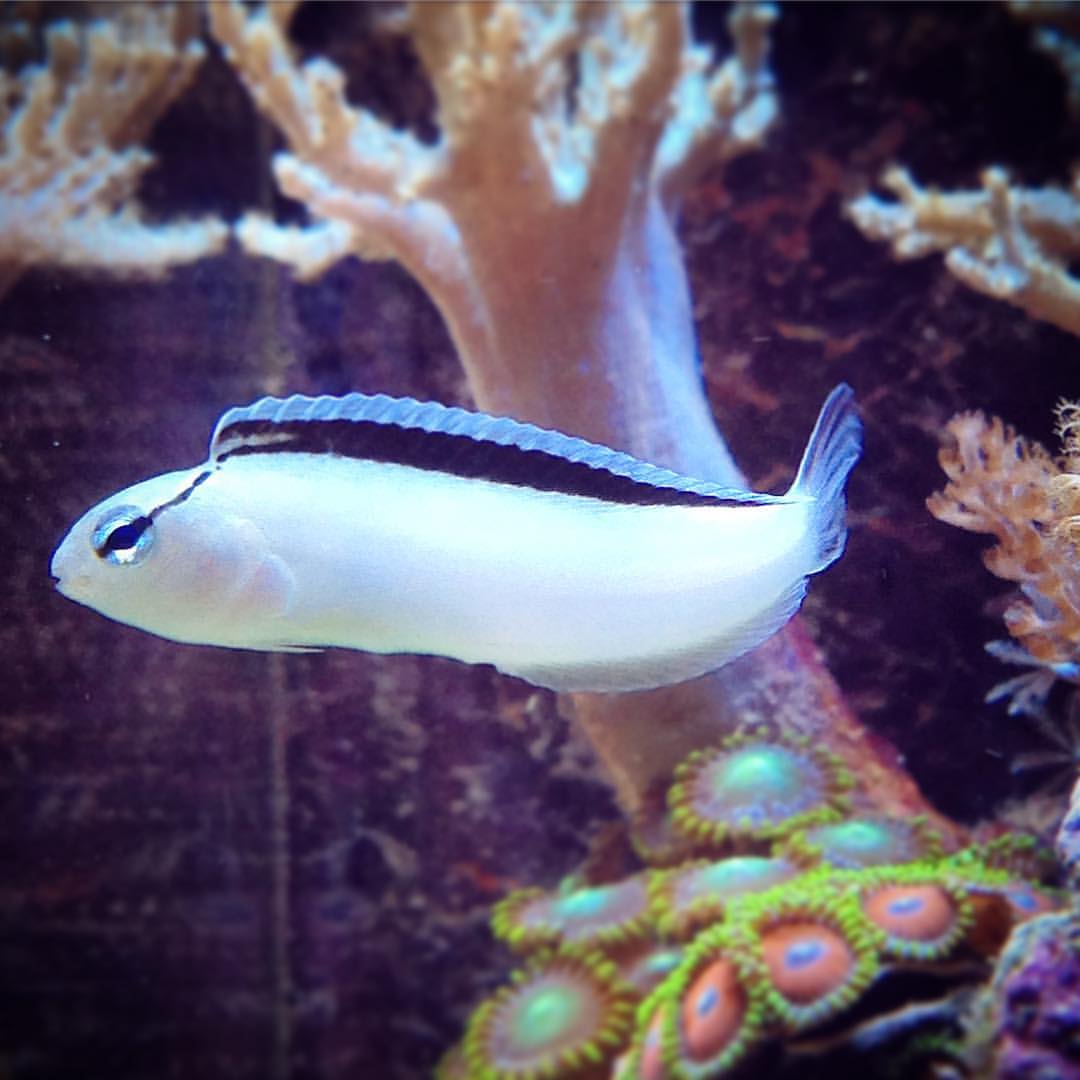 White Blenny