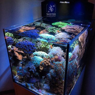 Mister-nano-reef-tank