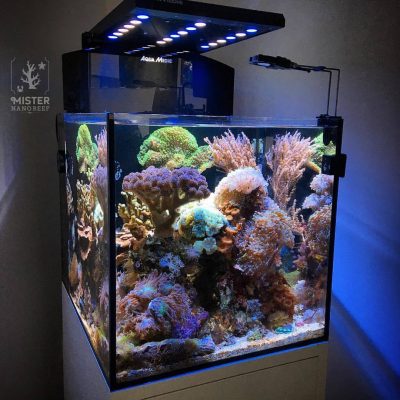 Mister-nano-reef-tank02